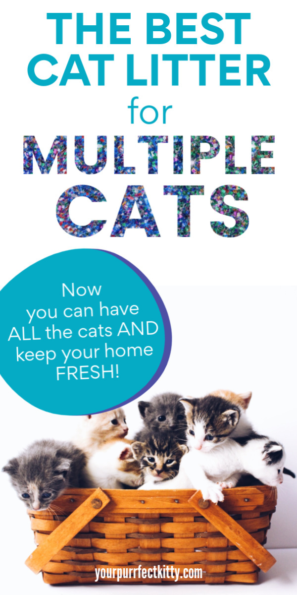 The Best Cat Litter for Multiple Cats Your Purrfect Kitty