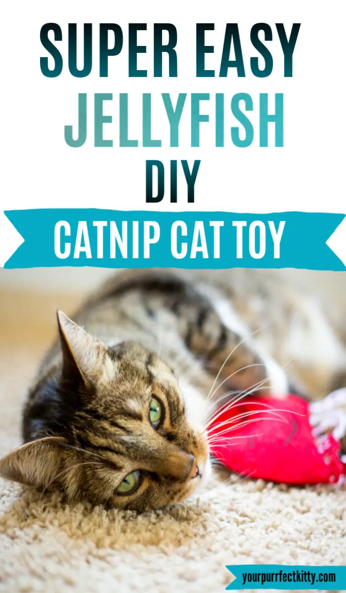 diy catnip