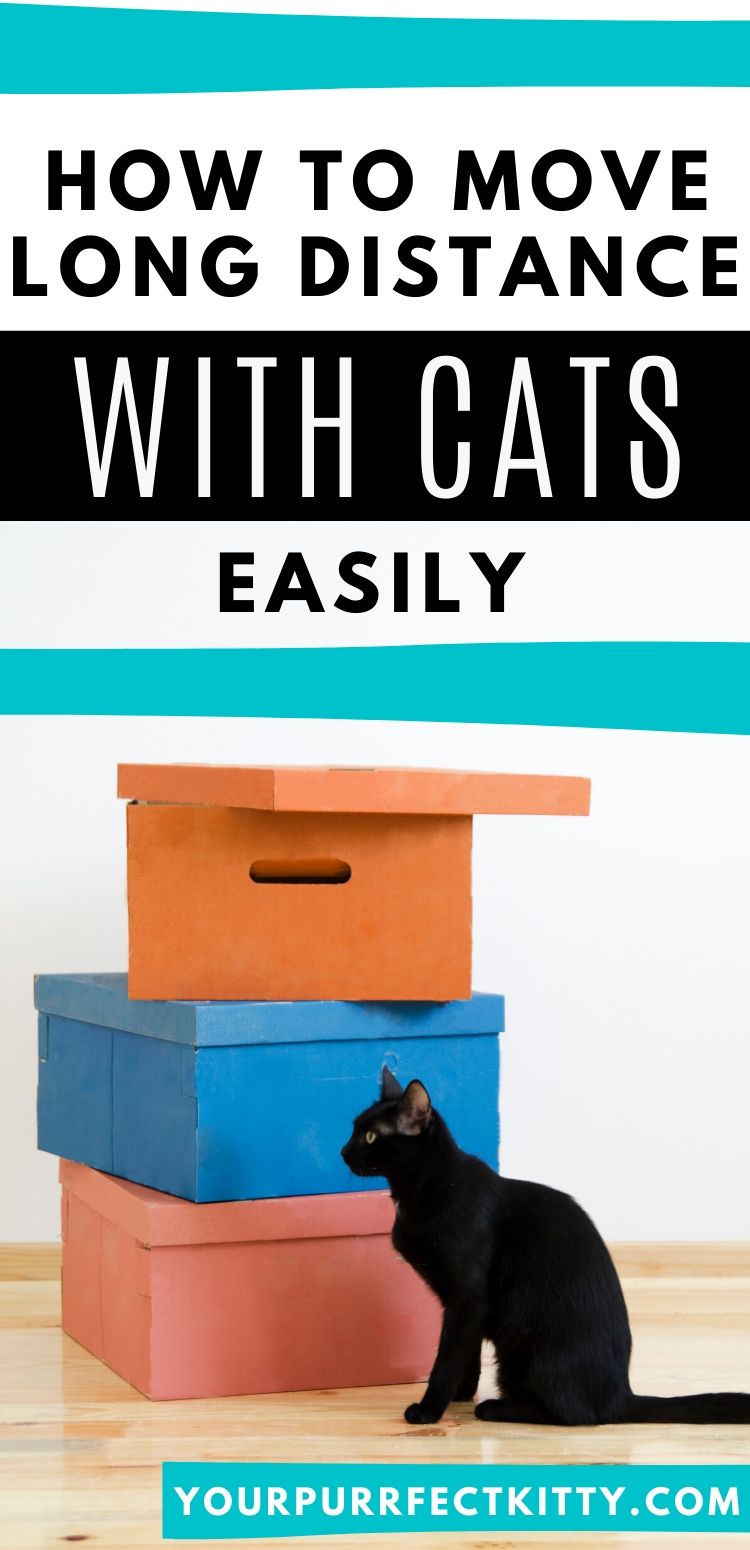 Moving Long Distance with Cats is Easier than You Think Your Purrfect