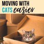 cat in a box