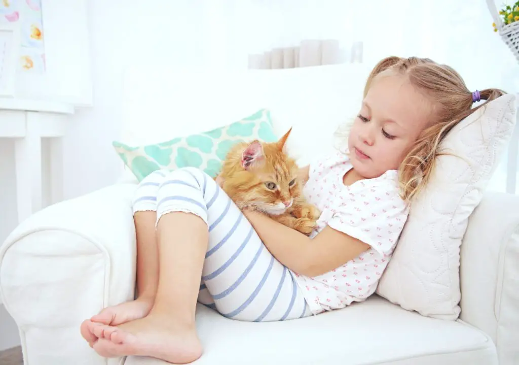 6 Great Reasons To Adopt An Adult Cat - Your Purrfect Kitty