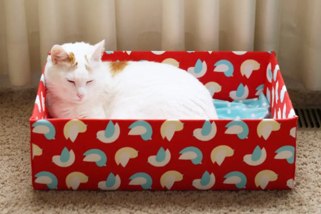 DIY cardboard box cat bed supplies