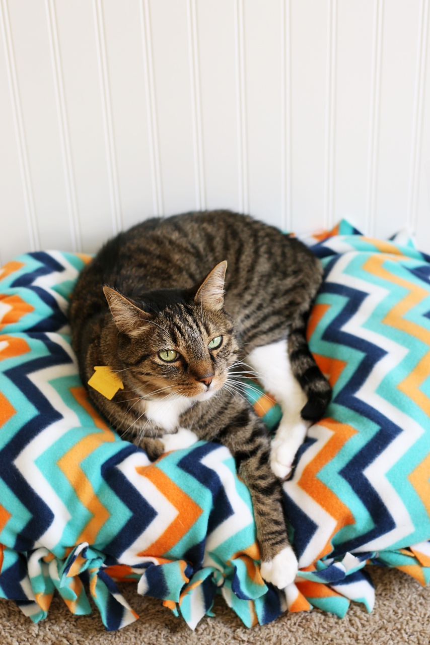 How to Make a Ridiculously Easy NoSew Cat Bed Your Purrfect Kitty