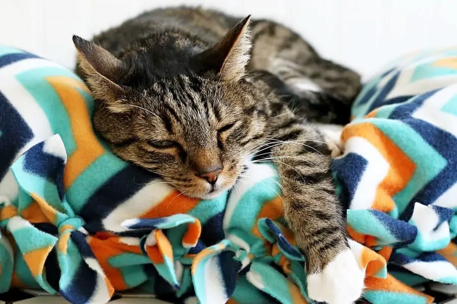 How to Make a Ridiculously Easy No-Sew Cat Bed