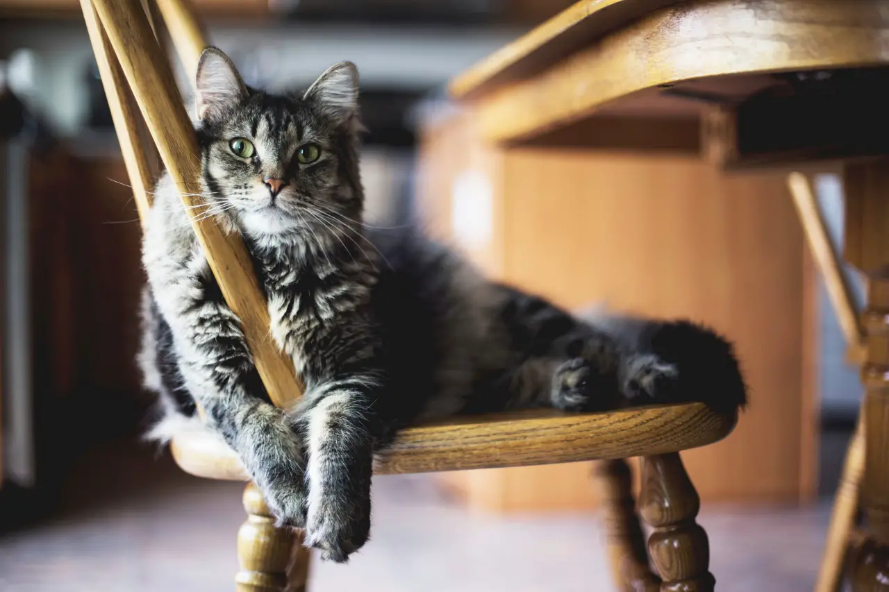 6 Great Reasons to Adopt an Adult Cat