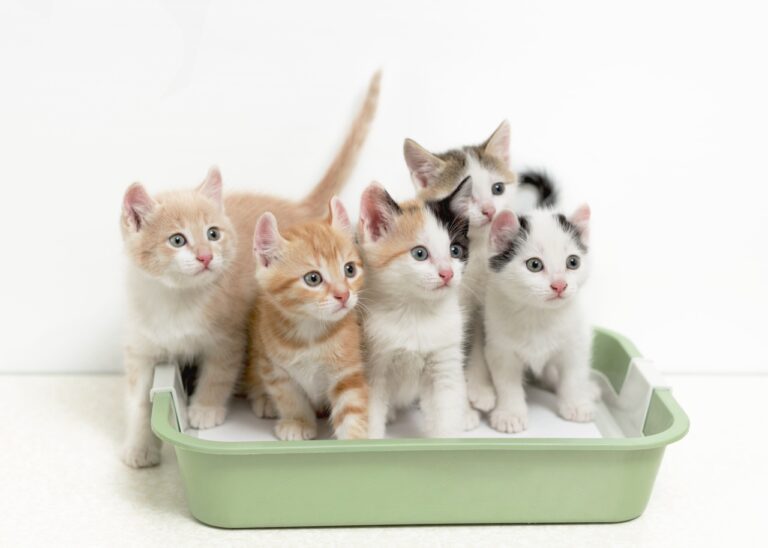 difference between multi cat litter and regular
