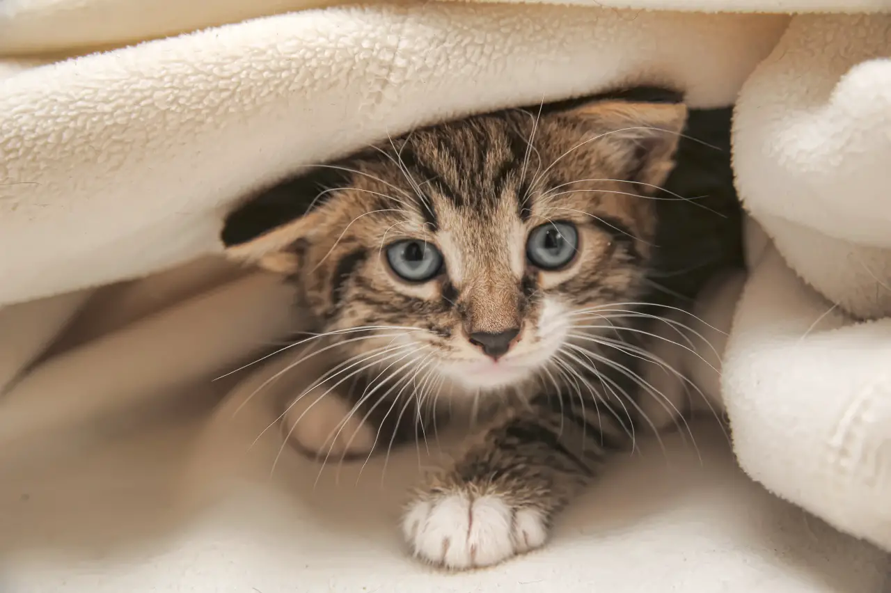 What You Should Know Before Adopting a Kitten