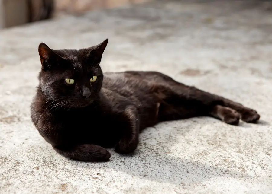 Cat on concrete floor