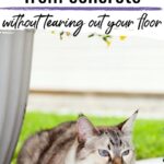 Cat urine from concrete