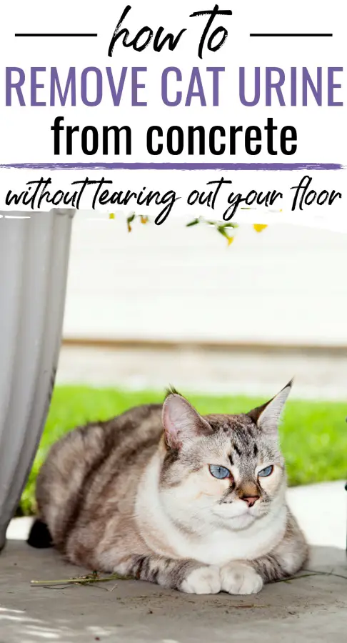 Cat urine from concrete