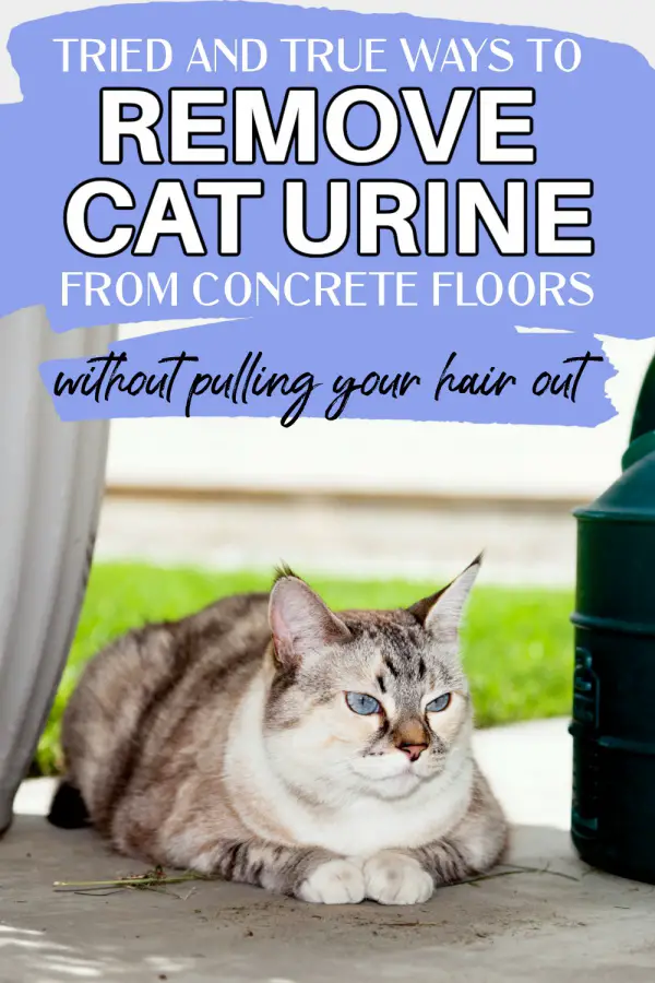 Get rid of cat urine from concrete floor