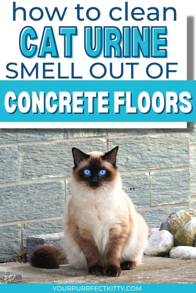 Cat urine out of concrete