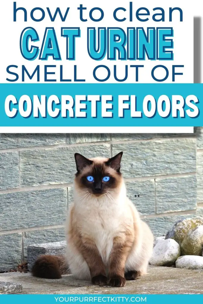 Pet urine on outlet concrete