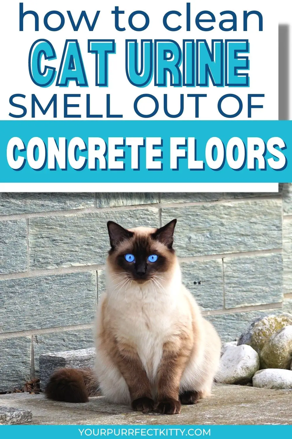 how to get cat urine smell out of concrete floors