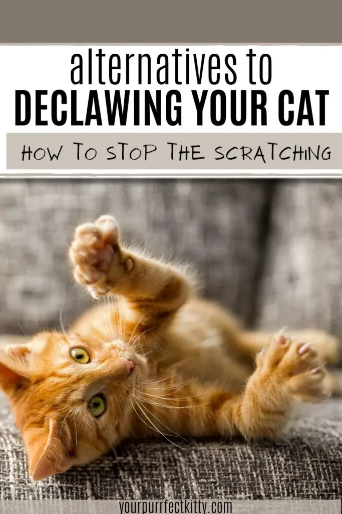 Alternatives to Declawing Your Cat Your Purrfect Kitty