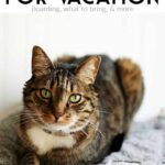 Preparing your cat for boarding