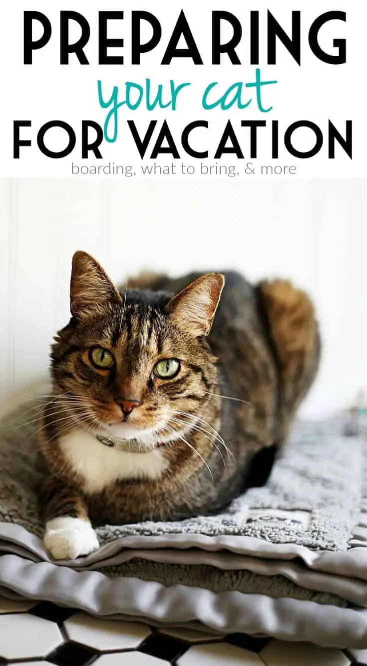 Tips for Boarding Your Cats While You’re on Vacation - Your Purrfect Kitty