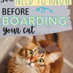 What to know before boarding your cat