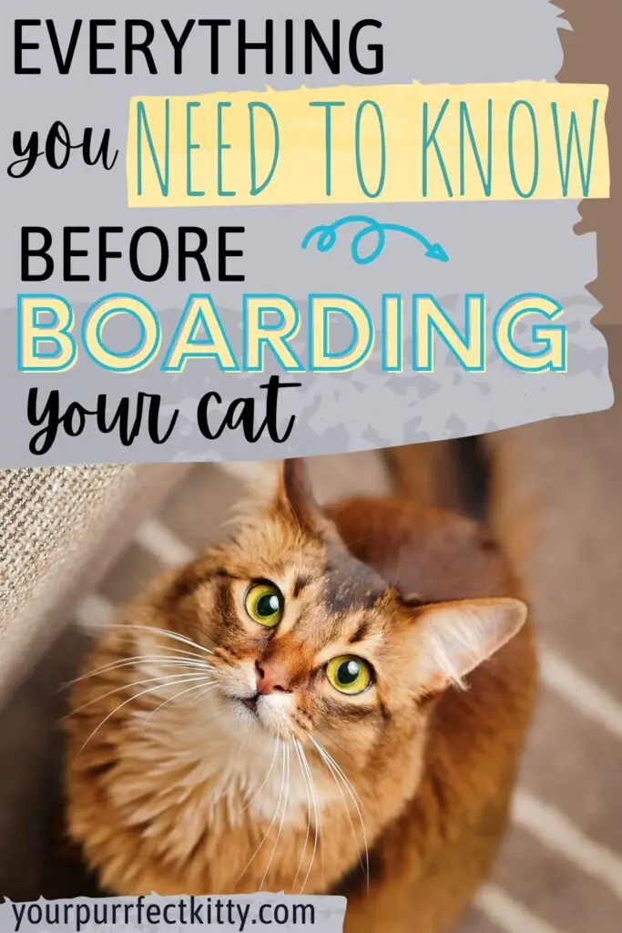 Tips for Boarding Your Cats While You’re on Vacation Your Purrfect Kitty