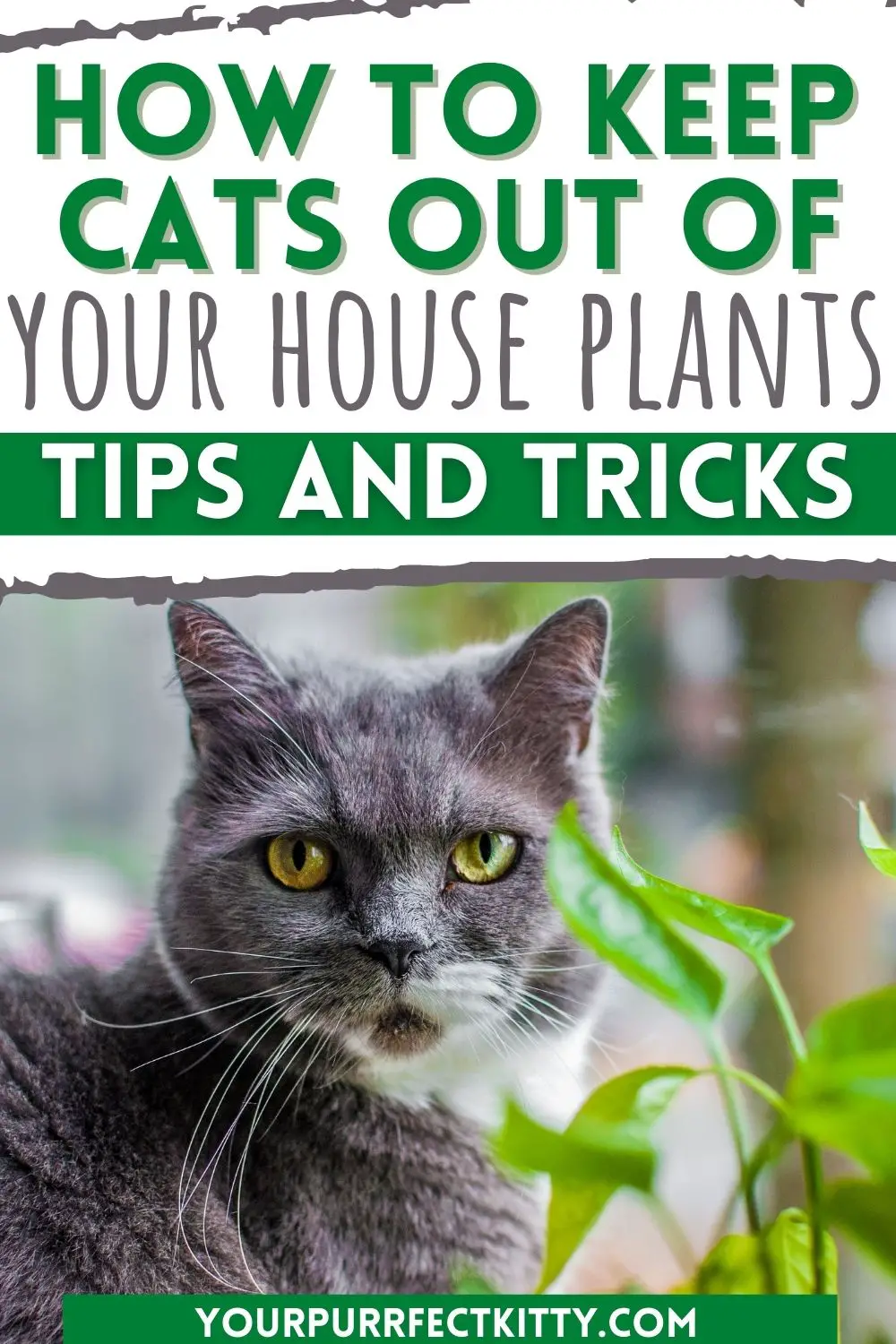How to Keep Cats out of House Plants | Your Purrfect Kitty