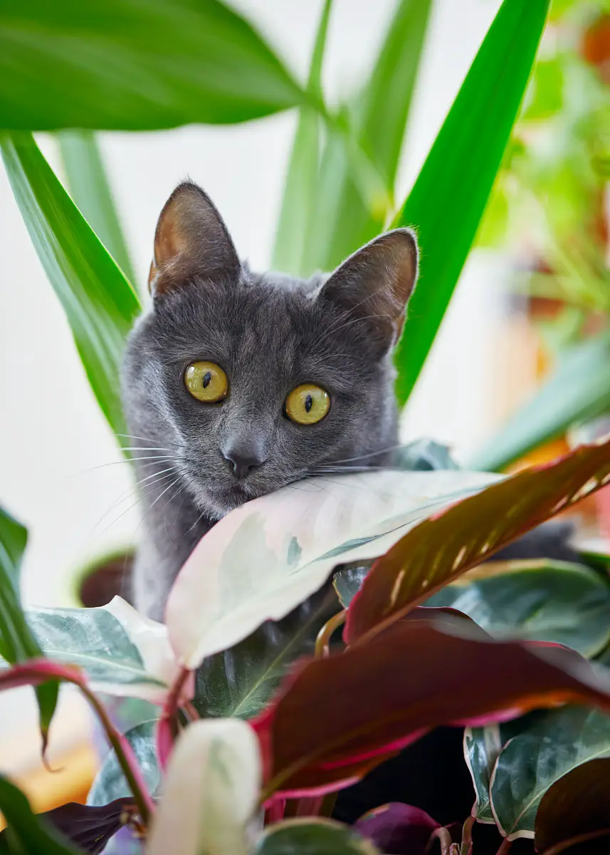 How to Keep Cats Out of House Plants