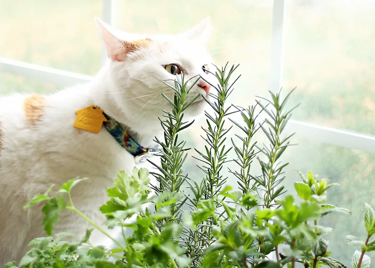 How to Make an Indoor Garden for Cats