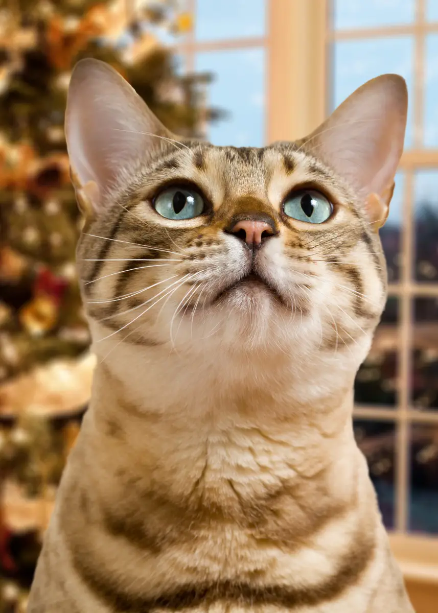 Surefire Ways to Cat-Proof Your Christmas Tree