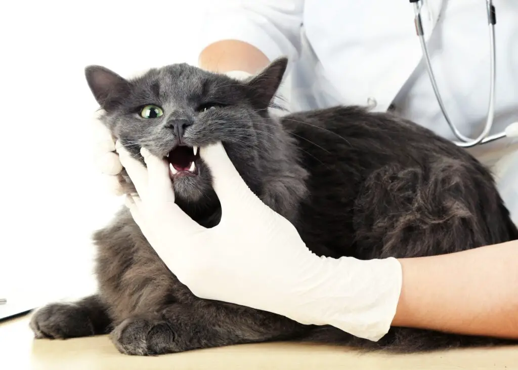 How to prevent and treat cat bad breath