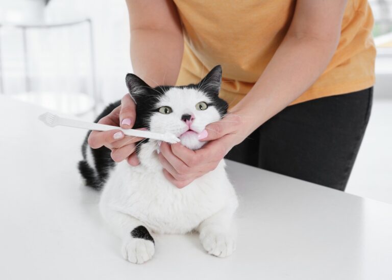Bad Breath in Cats How to Prevent and Treat It Your Purrfect Kitty
