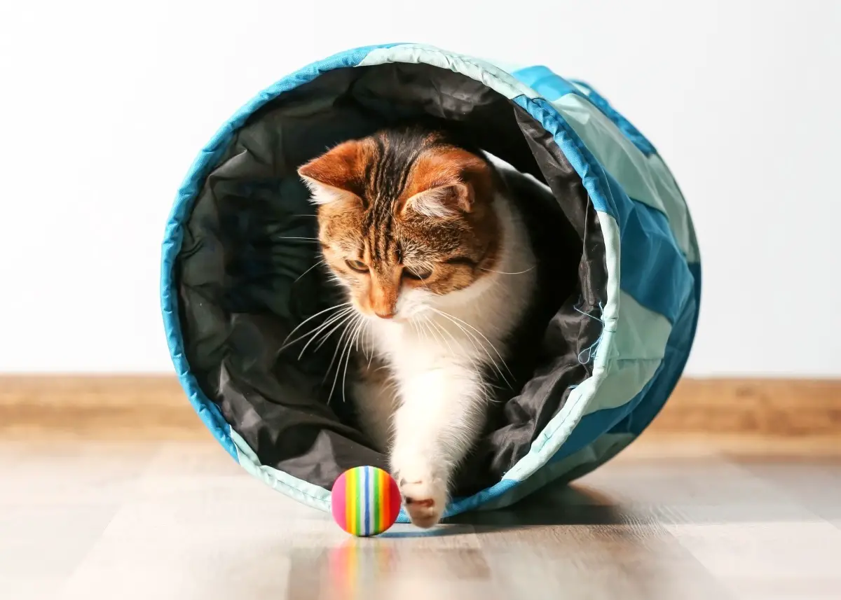 17 Easy Ways to Entertain Your Cat