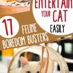 How to play with your cat