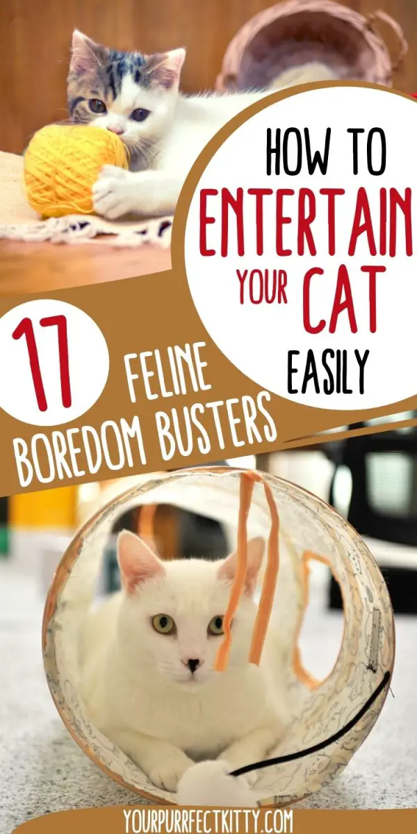 Easy Ways To Entertain Your Cat