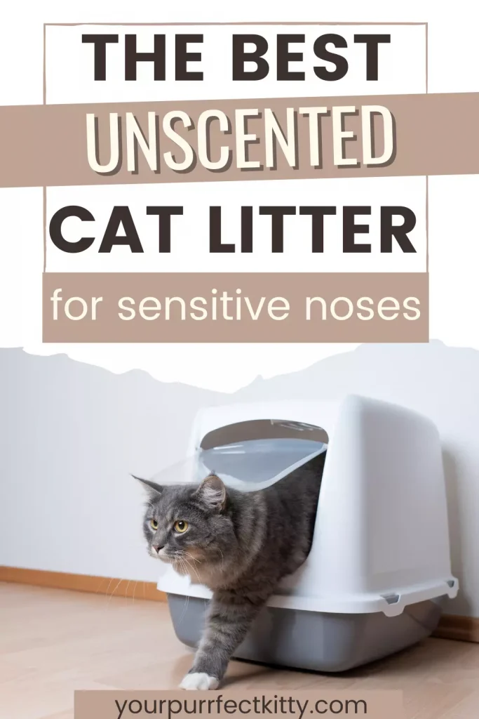 Best unscented cat litter