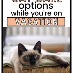 what to do with cat while away on vacation