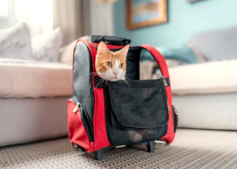 Orange and white cat in a red and black cat backpack
