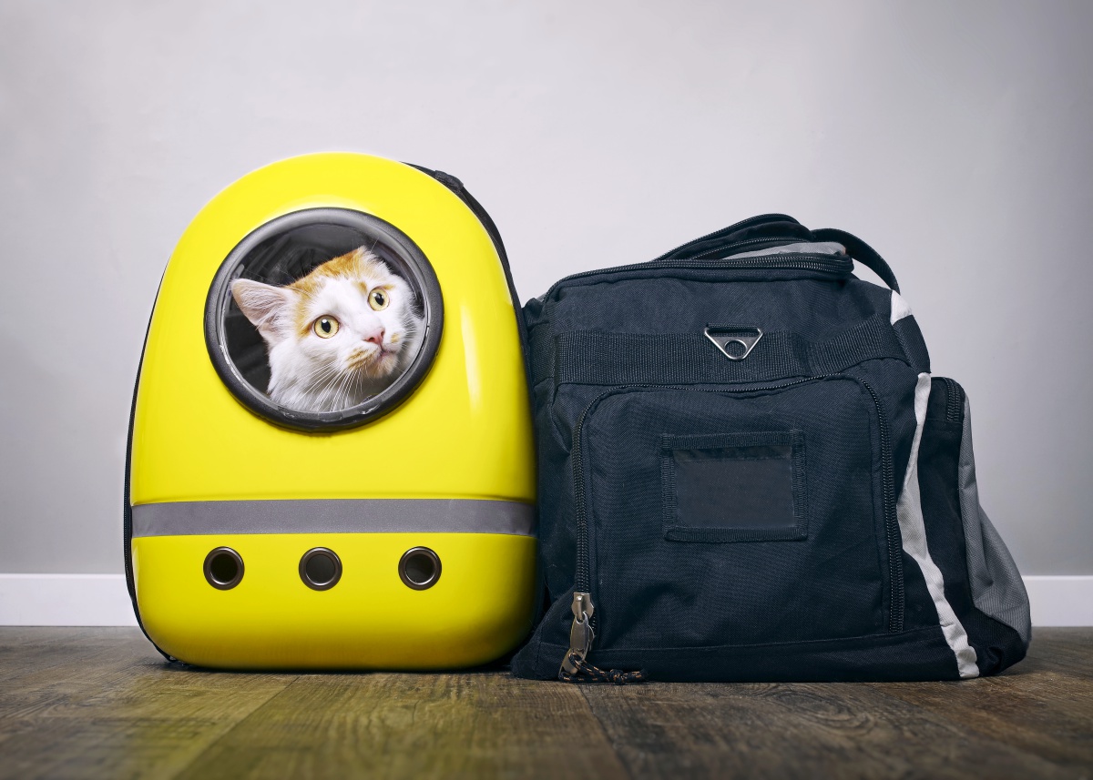 The Best Cat Backpacks for Your Feline Friend Your Purrfect Kitty