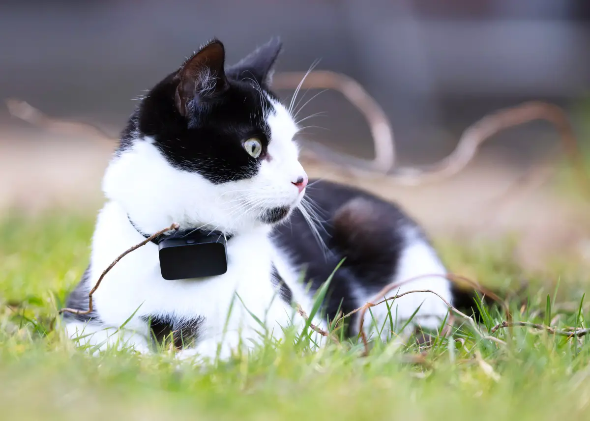 The Best Cat GPS & Bluetooth Trackers