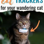 cat wearing a cat tracker