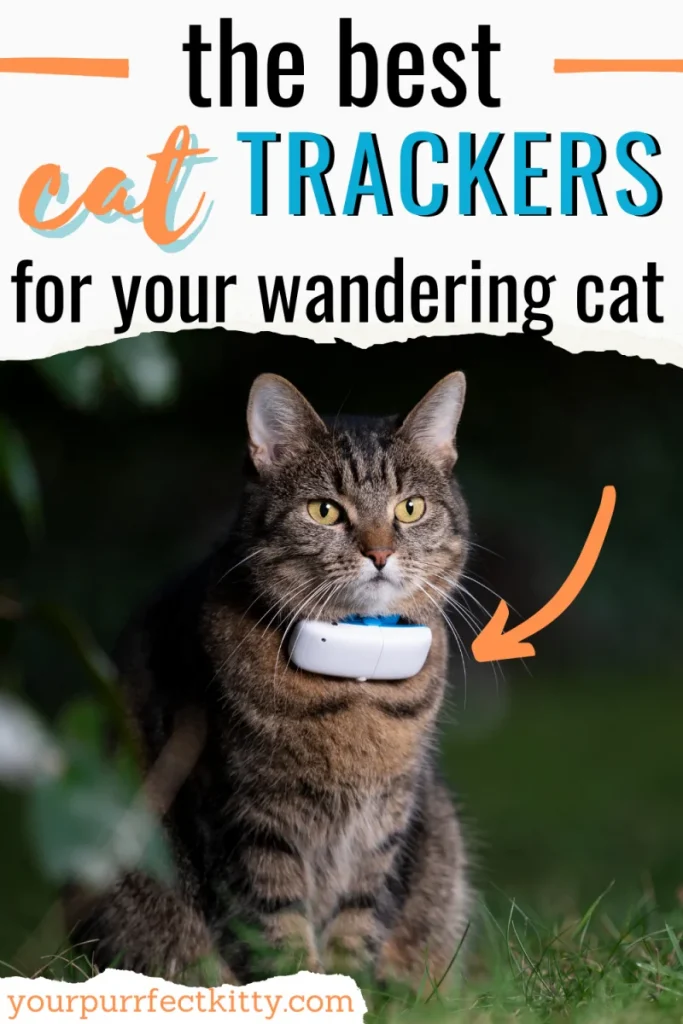 Cat wearing a cat tracker