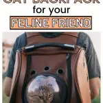 Cat in a cat backpack