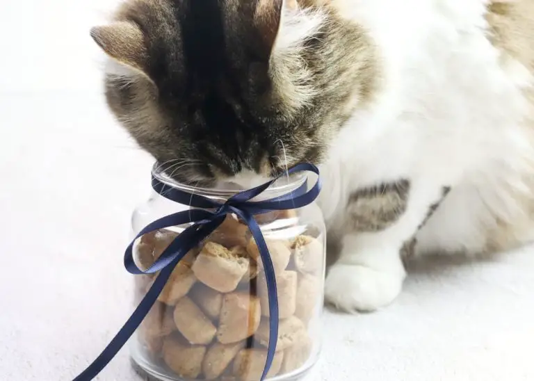cat eating cat treats out of a jar