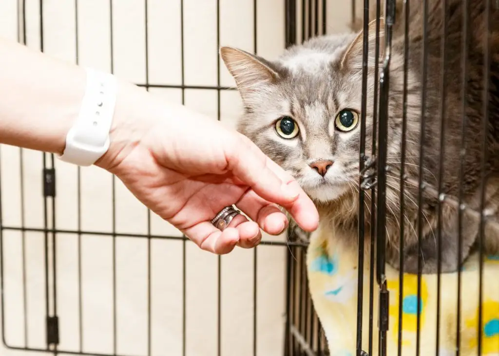 cat in animal shelter