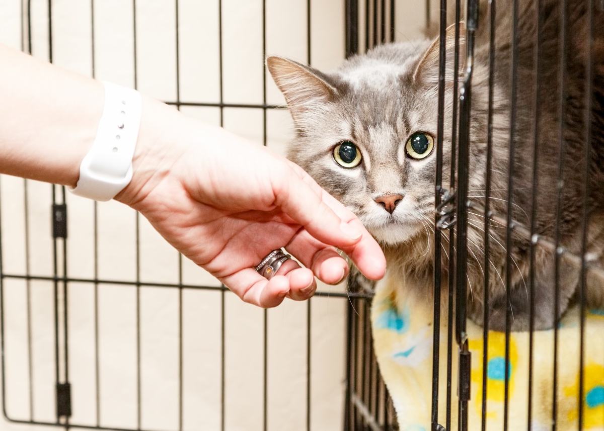 10 Ways You Can Help Cats in Shelters