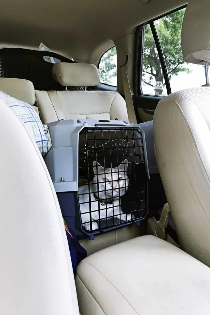 Best way to transport cats long distance