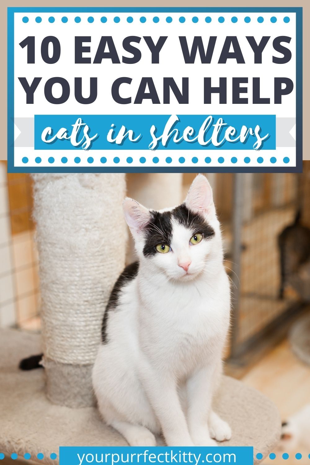 10 Ways You Can Help Cats in Shelters Your Purrfect Kitty
