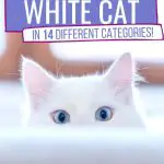 White cat's eyes Pinterest pin image