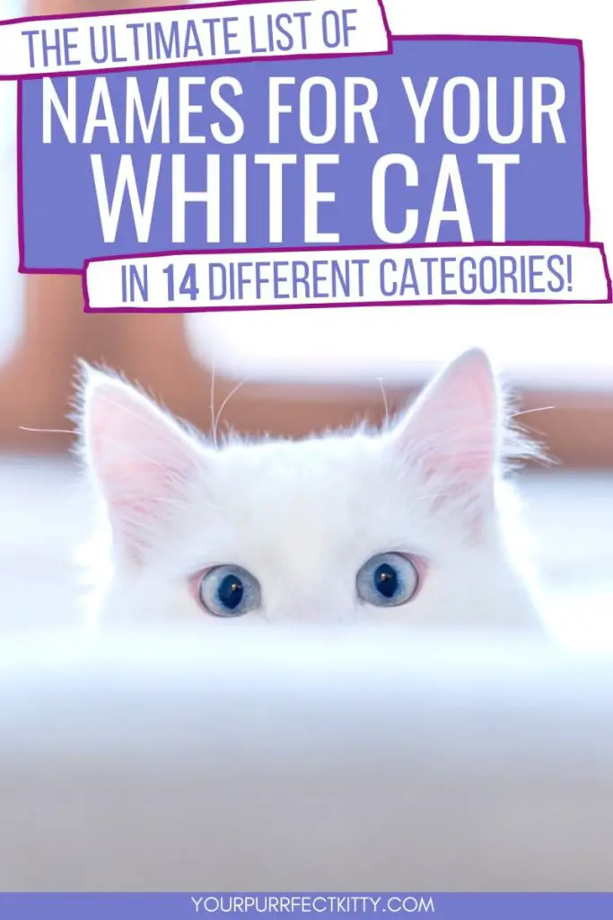White cat's eyes Pinterest pin image
