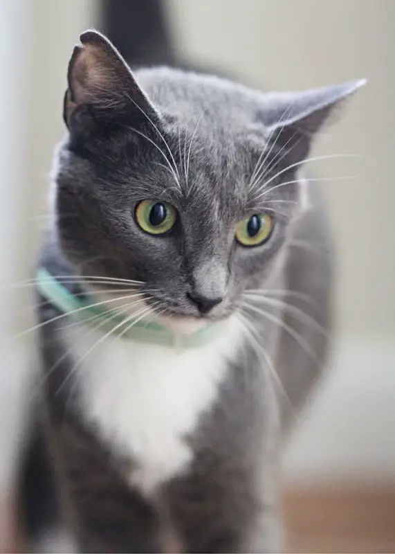 grey cat with white chest