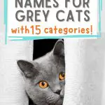 names for grey cats Pinterest pin image