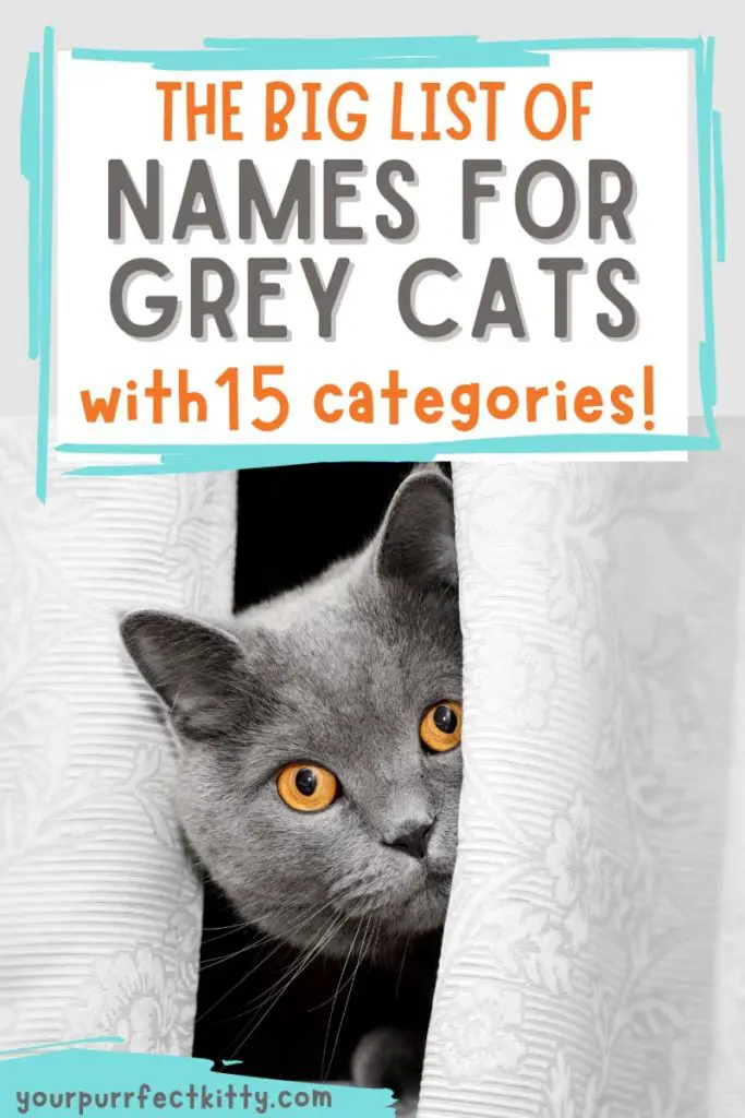 names for grey cats Pinterest pin image